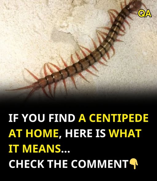 What It Means When You Find a Centipede in Your Home: A Complete Guide to Causes, Prevention, and Practical Solutions