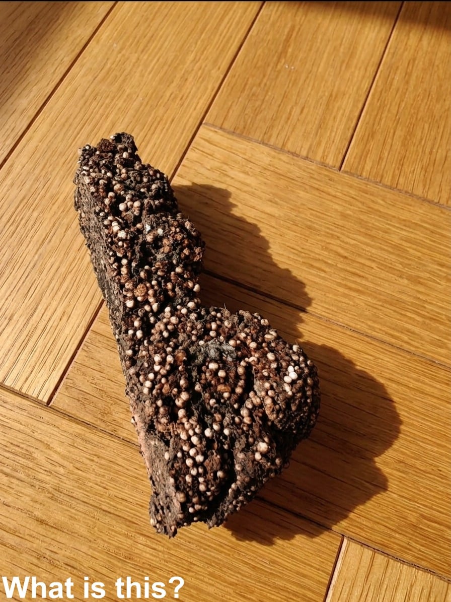 I found this in my son’s room. He says he has no idea where it came from.what the heck is this?