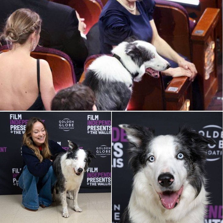 Messi, the canine star of ‘Anatomy of a Fall,’ stole the show at the Oscars