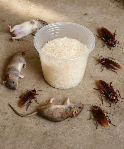 How to get rid of rats and cockroaches with rice: An effective and natural home remedy