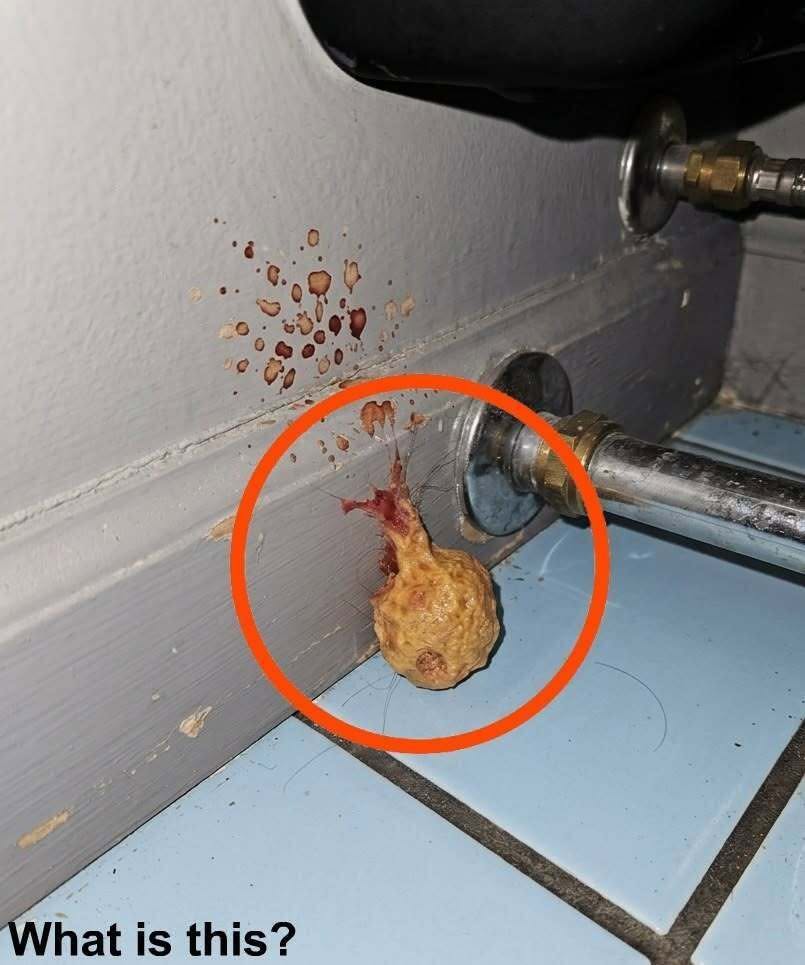 I Thought Something Terrifying Was Growing in My Bathroom Wall — The Truth Had Me Laughing at Myself