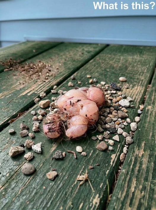 I Walked Onto My Porch This Morning and Found Something So Disturbing I Couldn’t Stop Staring at It