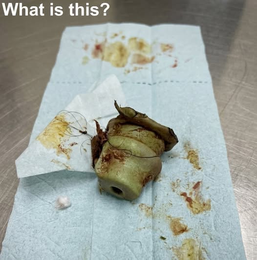 I Work as a Veterinarian. A Dog Came In After Swallowing Something We Couldn’t Identify—What We Found During Surgery Stunned the Entire Room