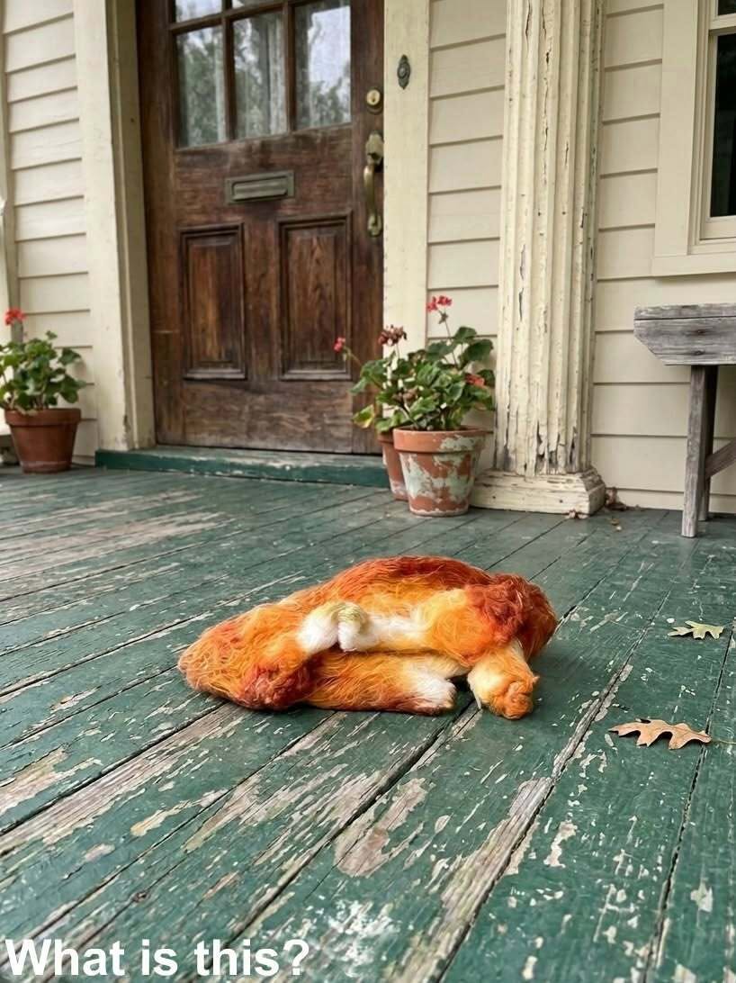 I Opened My Front Door for Some Fresh Air This Morning — What I Found on My Porch Left Me Frozen in Place