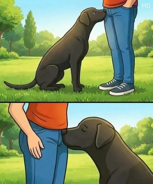 The Shocking Secret Behind Why Your Dog Sniffs People So Intensely — And What This Natural Behavior Reveals About Their Intelligence, Emotions, and How They Truly Experience the Human World