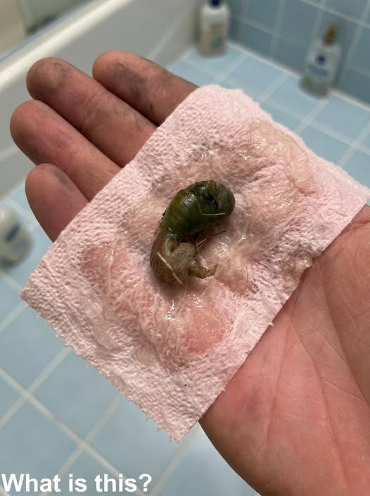 We Found This in Our Bathroom. At First, I Was Really Scared—Until We Learned the Truth About What It Actually Was